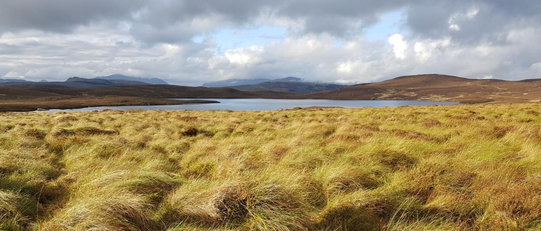 Yellowing grassy humocks in front of a lake and hills suggest upland peatlands.
