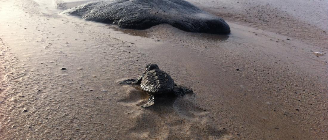 A single turtle hatchling makes its way to the sea.