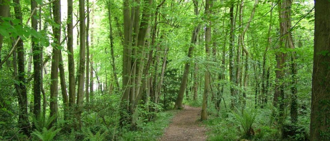 Mae llwybr yn arwain o'r camera yn syth ymlaen. I'r naill ochr mae coed boncyff tennau, yng Ngardd Fotaneg Treborth.A path leads away in front through thin-trunked trees
