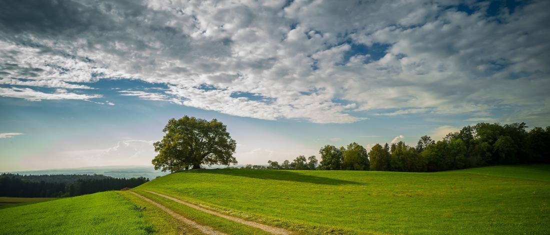 Image of green fields trees in the background with a blue sky above