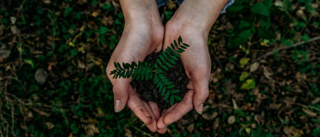 Image of hands holding a small plant