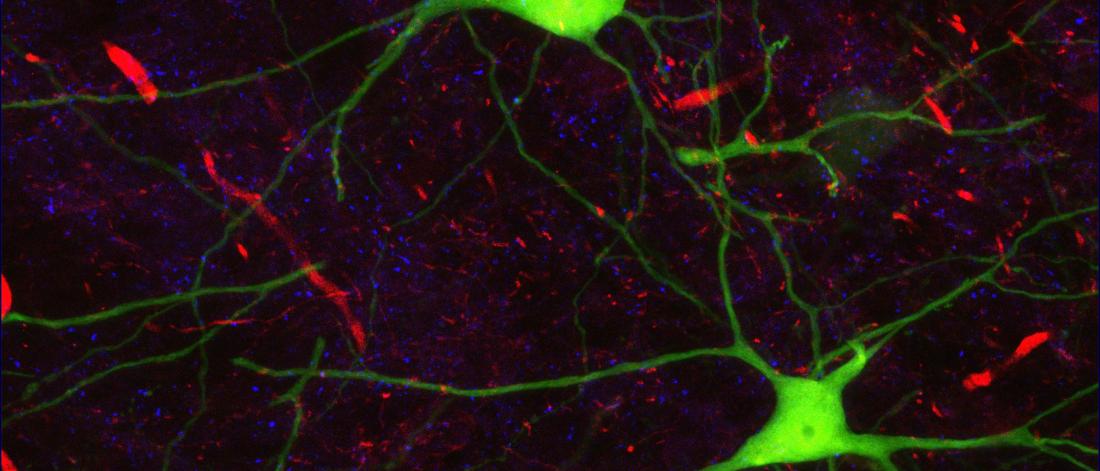 green networks of neurons