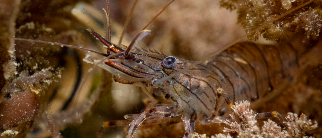 A common prawn on an oyster nursery