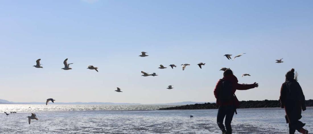 Human and Beyond: Writing With Birds