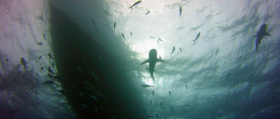 underwater shot of sharks with a large boat in view