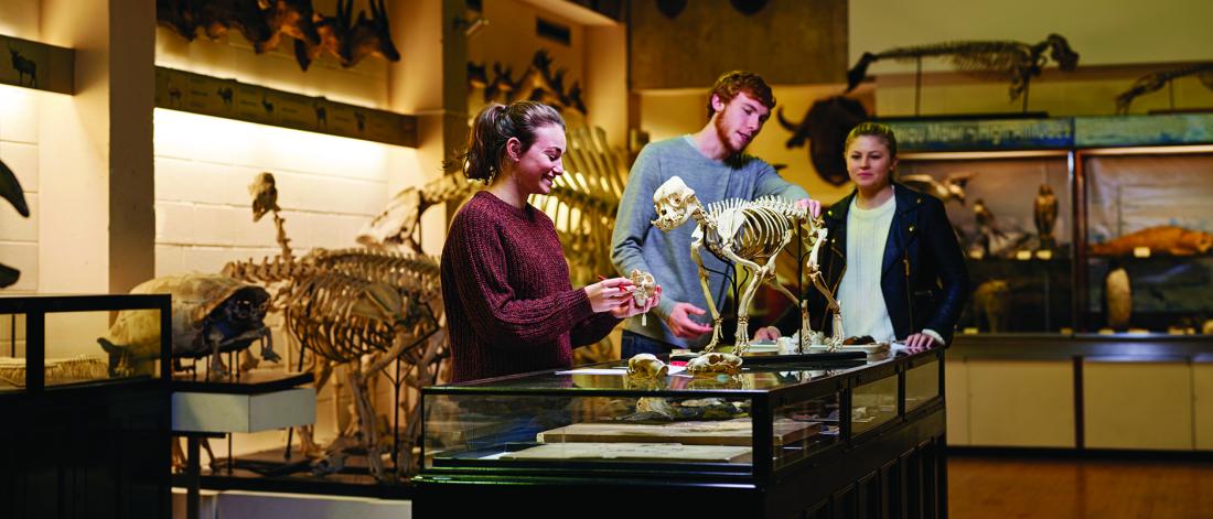 Three students looking at a skeleton of a small animal placed on top of a glass display cabinet at Bangor University's Natural History Museum, Brambell