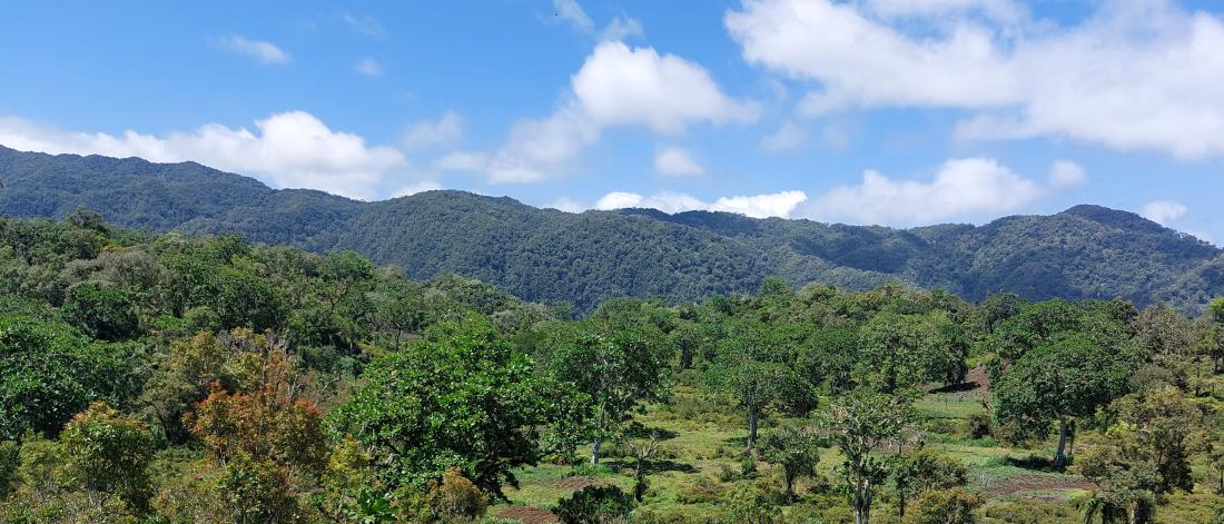 Banner image of a mountainous forest in Comoros