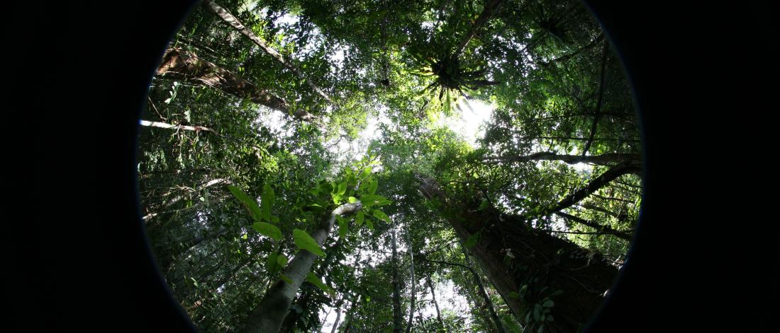 Hemispherical photo of forest canopy