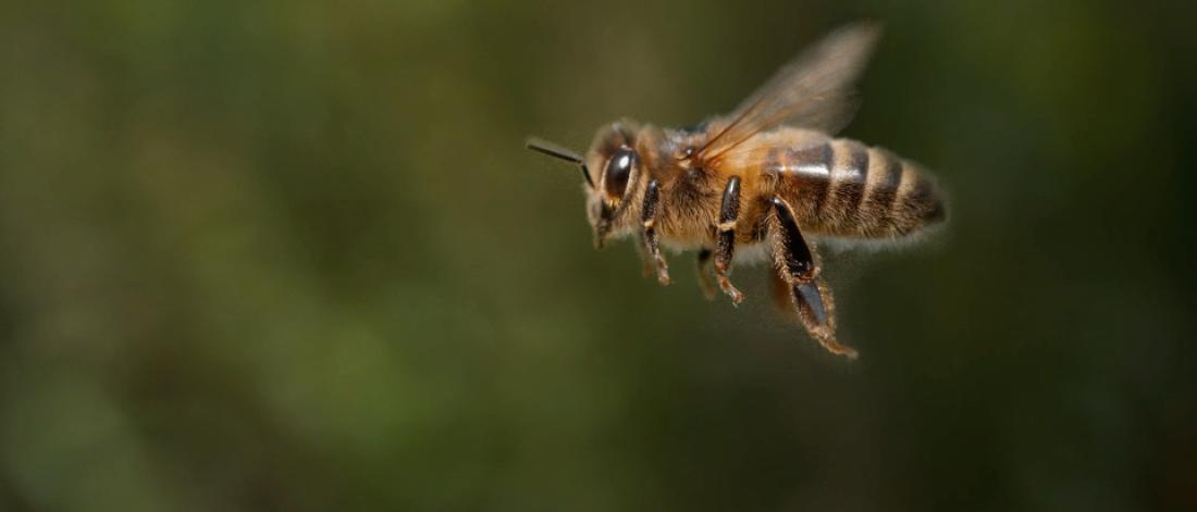 Picture of a bee