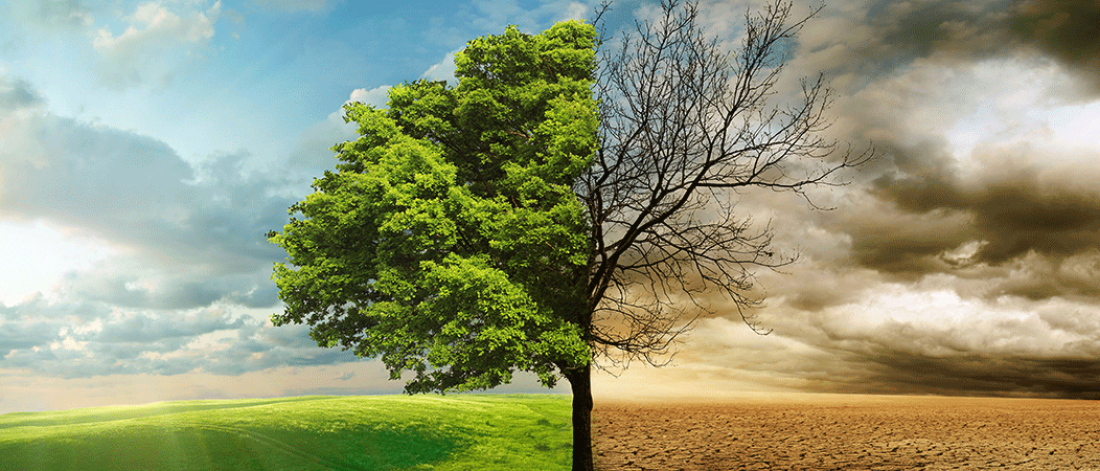 Plocc header, image of tree, grass and clouds