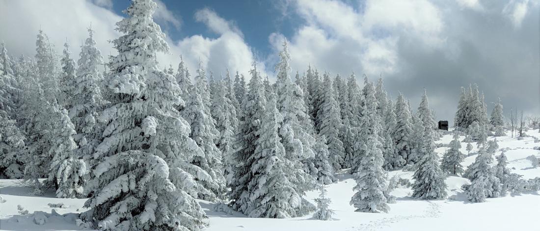 Conifer trees in the snow against blue sky
