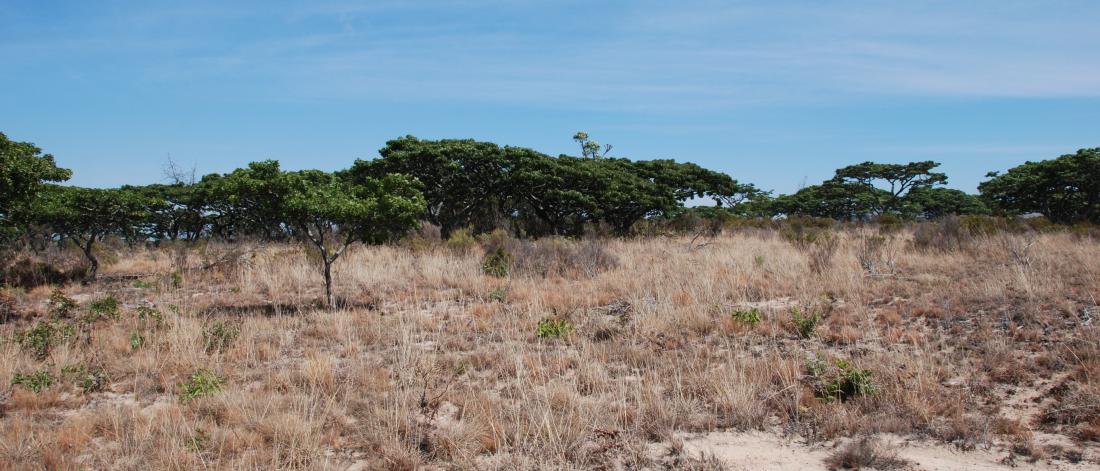 grassland and scub with distant trees
