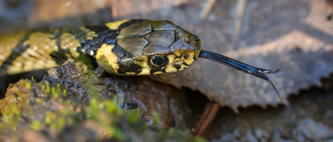 Close up of Snake Head
