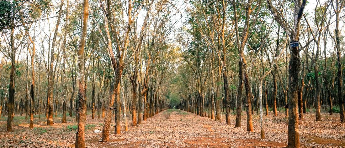 Brown dirt road between trees during daytime