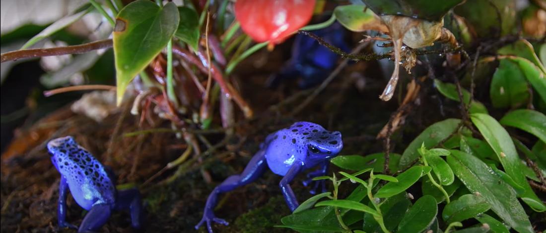 Two purple frogs with foliage in the forefront and background