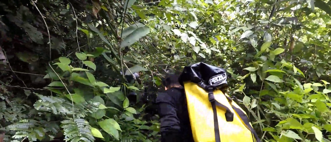 A person with a yellow backpack walking through dense rainforest