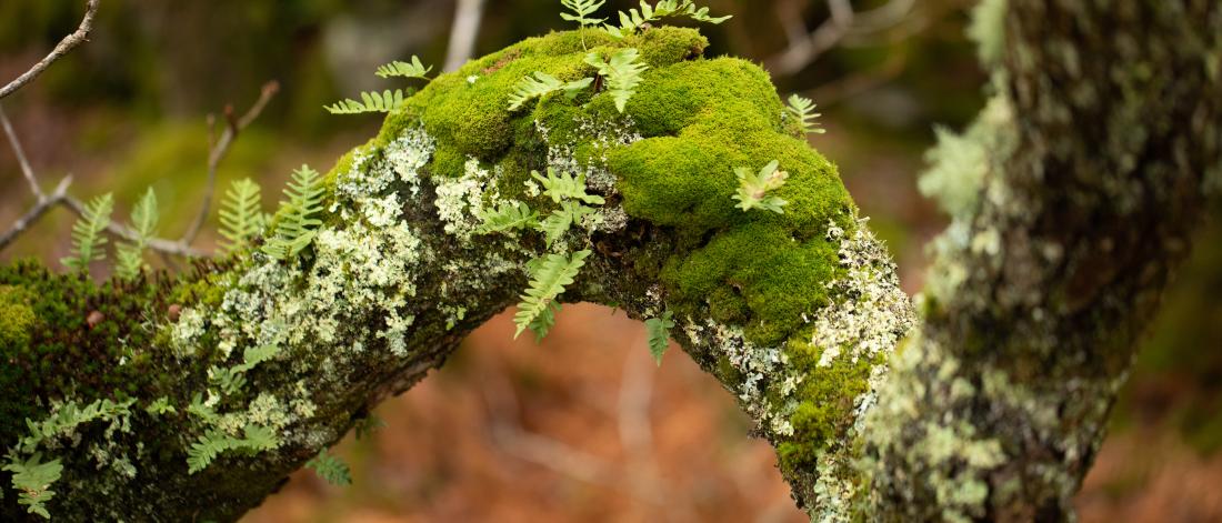 Close up of ferns, moss, and lichen, on a tree branch