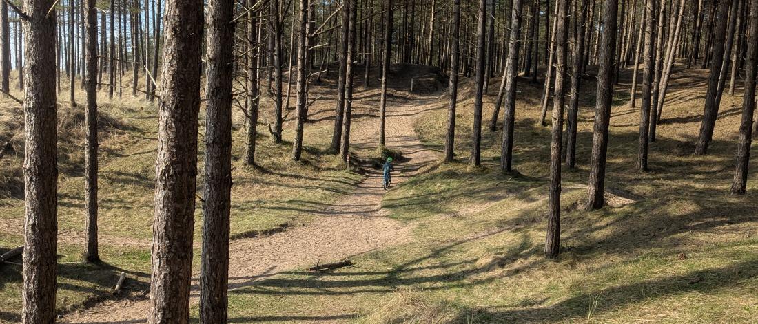 Plantation forest on sand dunes, blue sky and sunshine