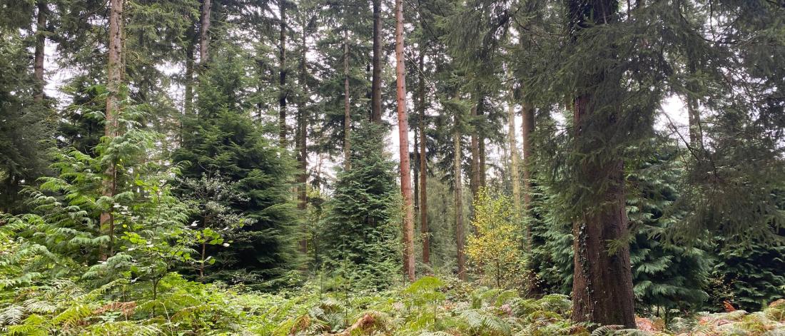 Harvesting sustainably grown wood from Welsh conifer forest
