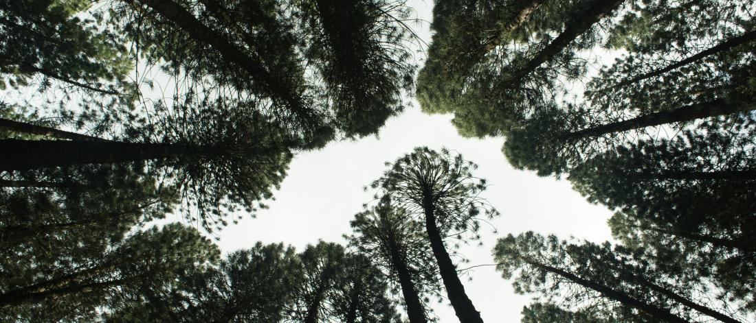 Picture of trees seen from under