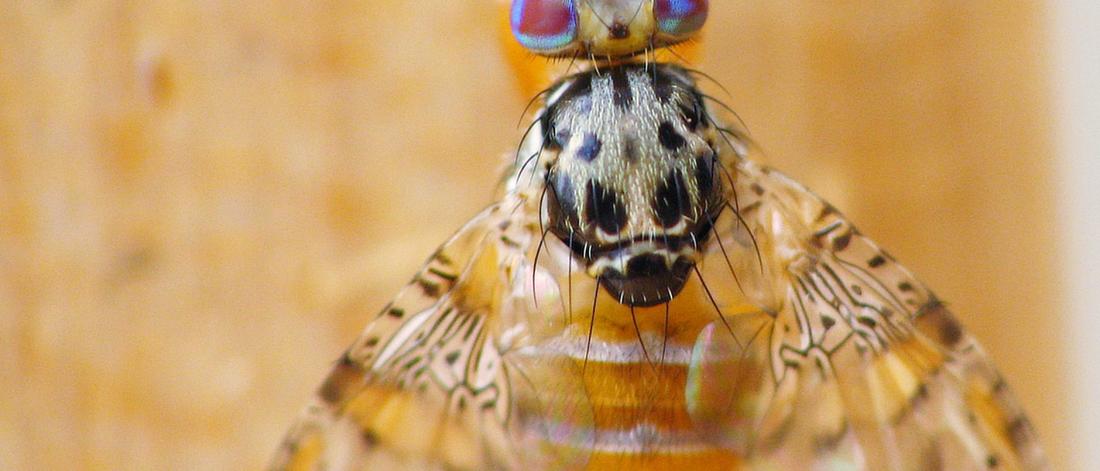 Ceratitis capitata fly 