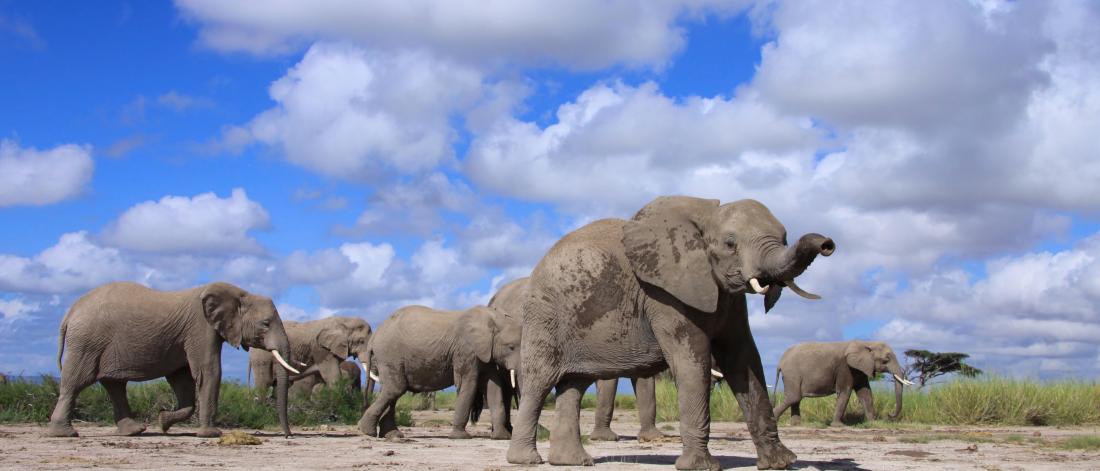 Elephants 