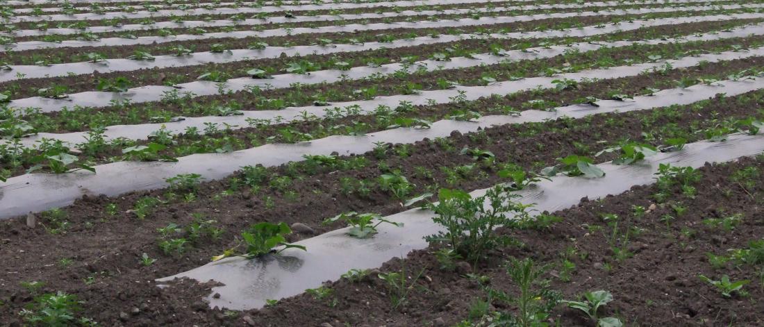 Planted vegetable field with mulch film