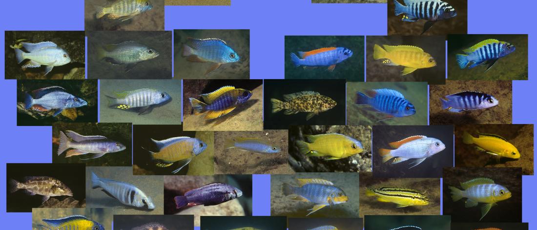 Lake Malawi cichlid diversity