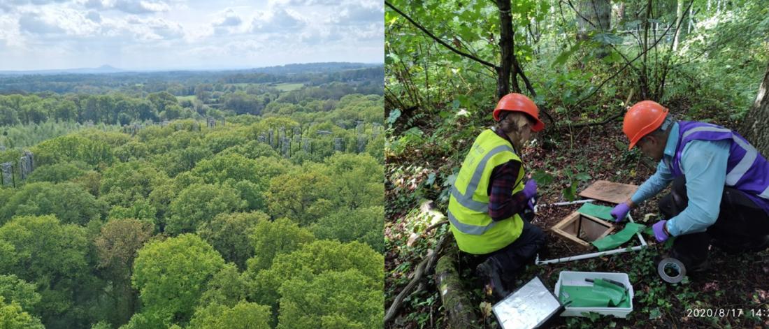 Scientists in a forest conducting research showing that mature trees can respond to the change of atmosphere by adjusting carbon allocation.