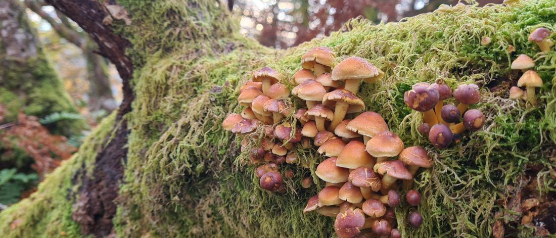 Plums and Custard fungi growing on a mossy tree branch at Treborth Botanic Garden