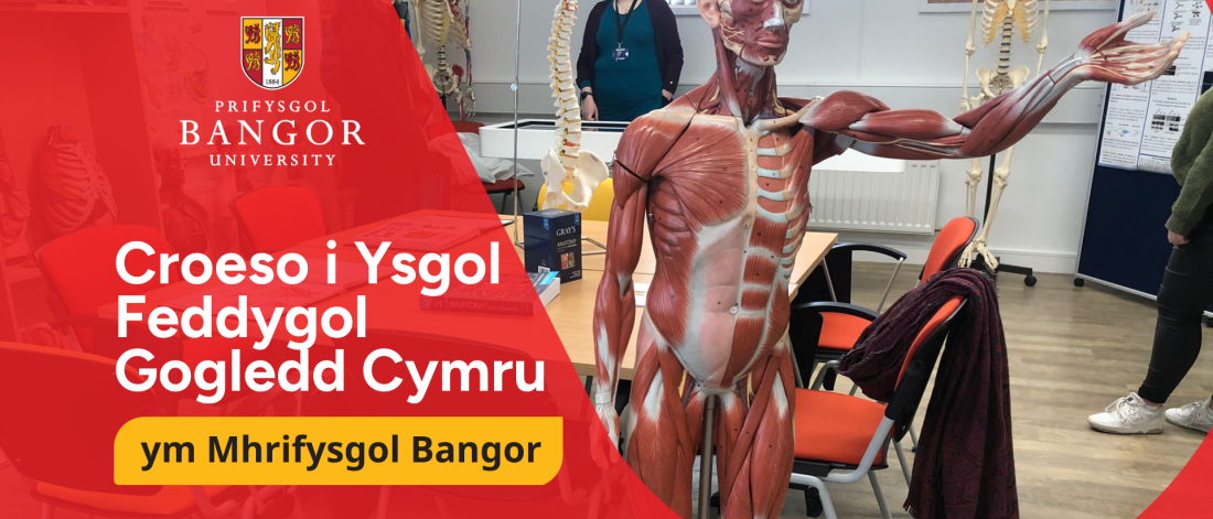 Model anatomeg dynol mewn dosbarth ddysgu meddygaeth