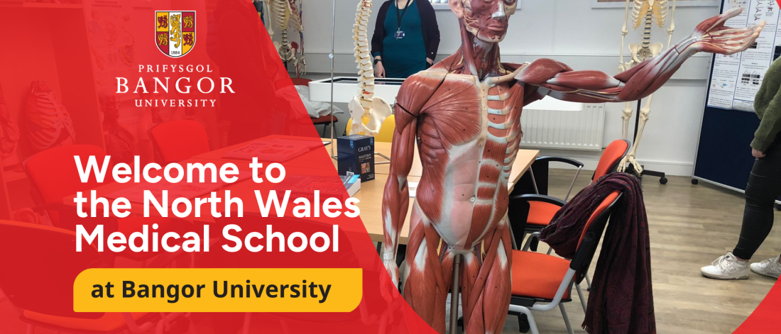 human anatomy model in a Medical lab