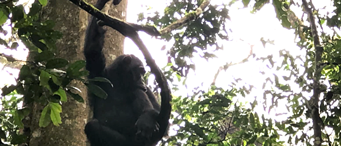 Image of a monkey and trees
