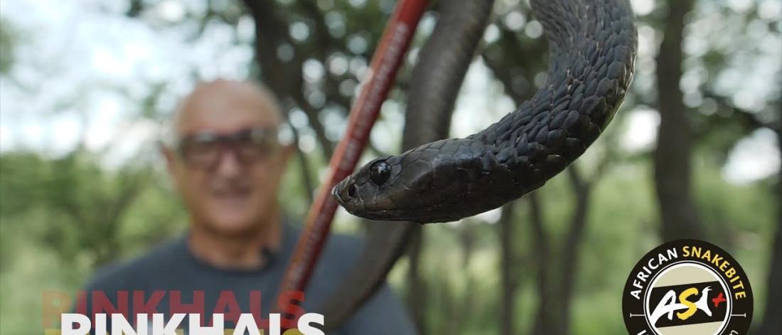 New cobra-like snake species identified
