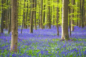 Woodland in spring with bluebells out.