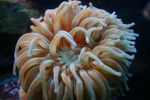 Underwater dahlia anemone
