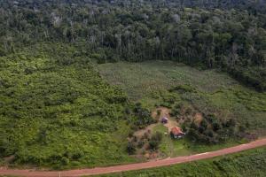 Amazonian forest recovery are dwarfed by deforestation