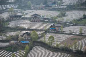 Plastic being used in fields in China