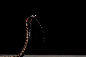 A Spitting Cobra rising up and spitting