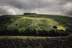 Green hillside with some trees