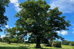 A big oak tree in leaf againts a blue sky