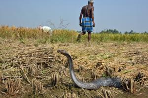 A snake in the foreground in a field of stubble