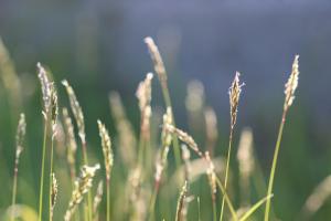 Grasses