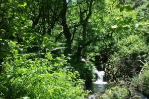 Waterfall in wood