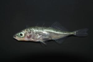 Freshwater stickleback