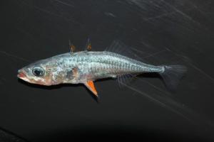 a stickleback