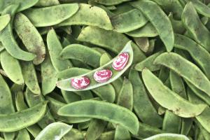 Bean pods, with one bean pod split open showing  three red and white streaked beans sitting in the pod