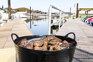 A black bucket full of oysters sits on Conwy marina pontoon