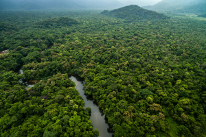 Rainforest