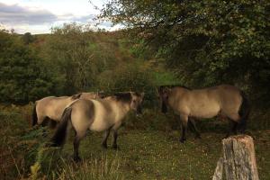 Horses shelter under trees